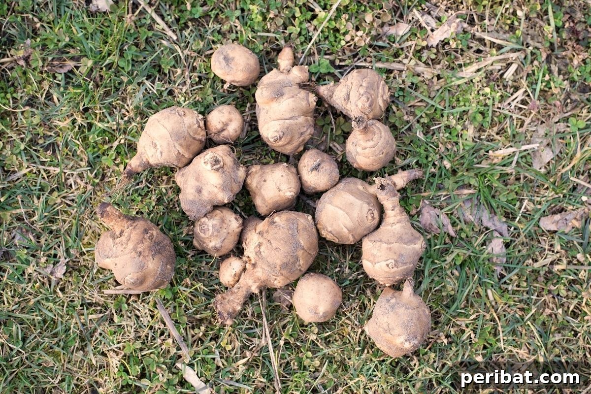 harvested sunchokes in the ground 