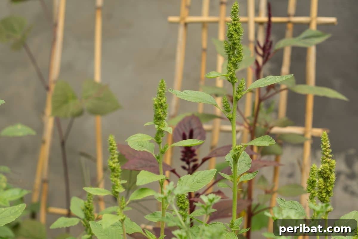 amaranth plant in the garden 