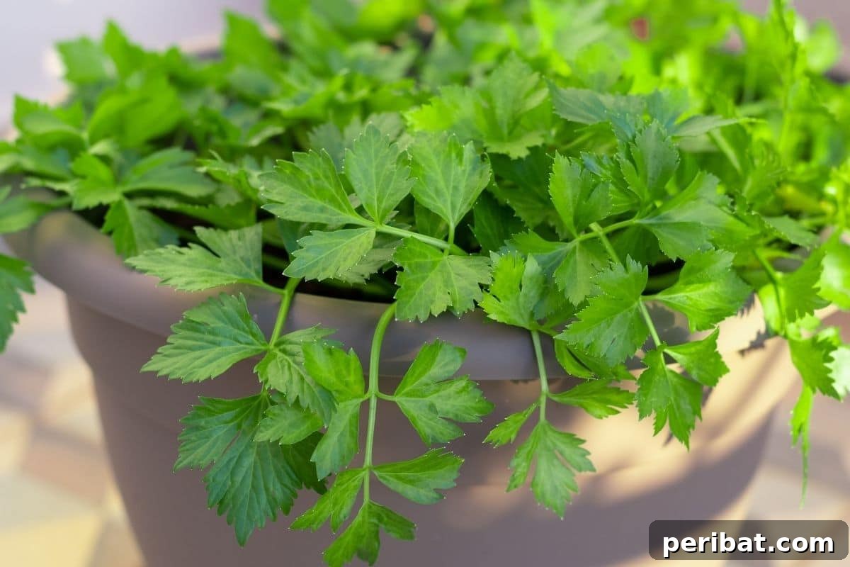 celery herb in a pot 