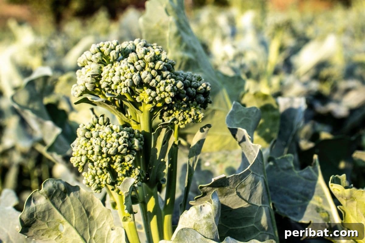 growing broccoli in the vegetable farm 