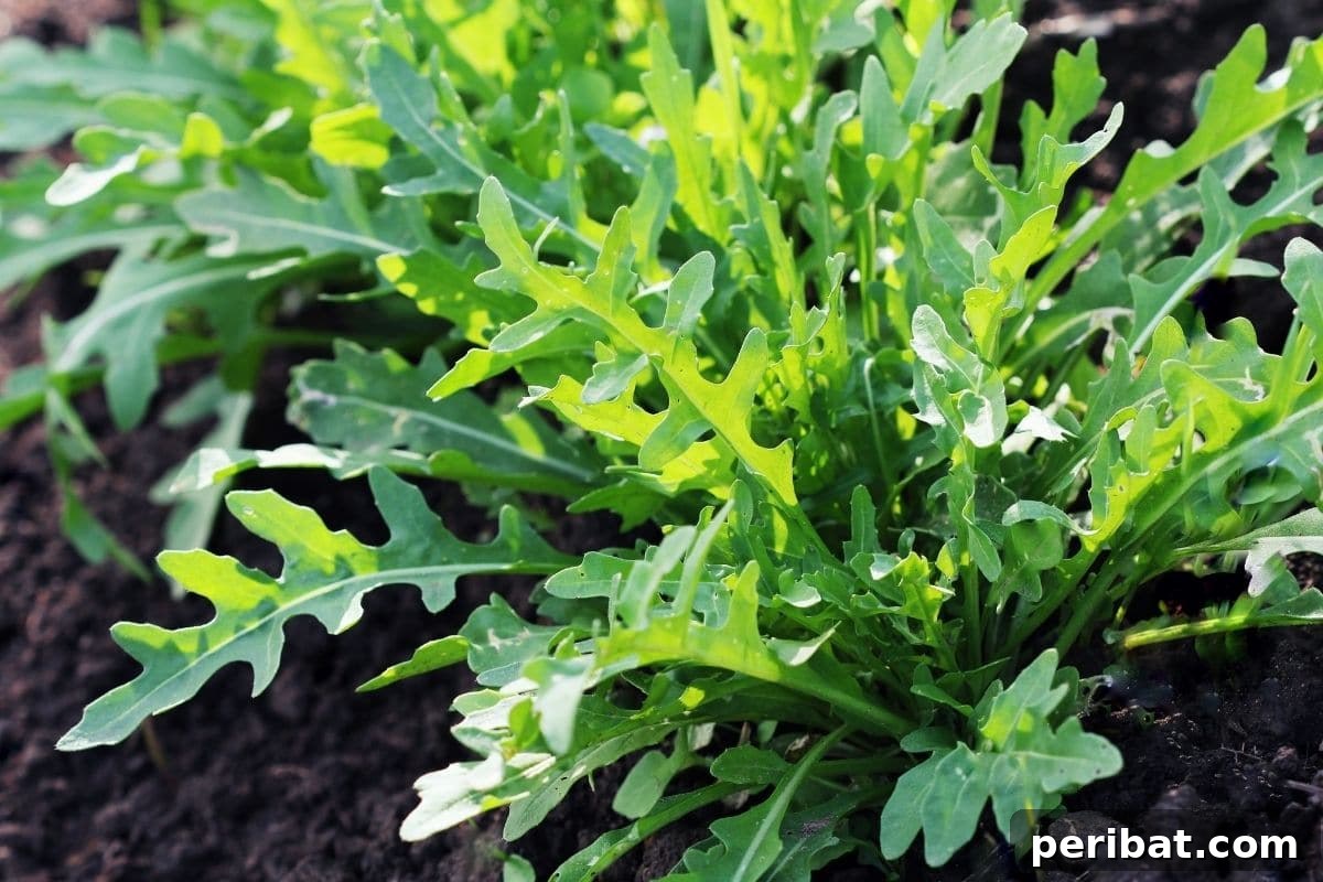 arugula plant in the garden 