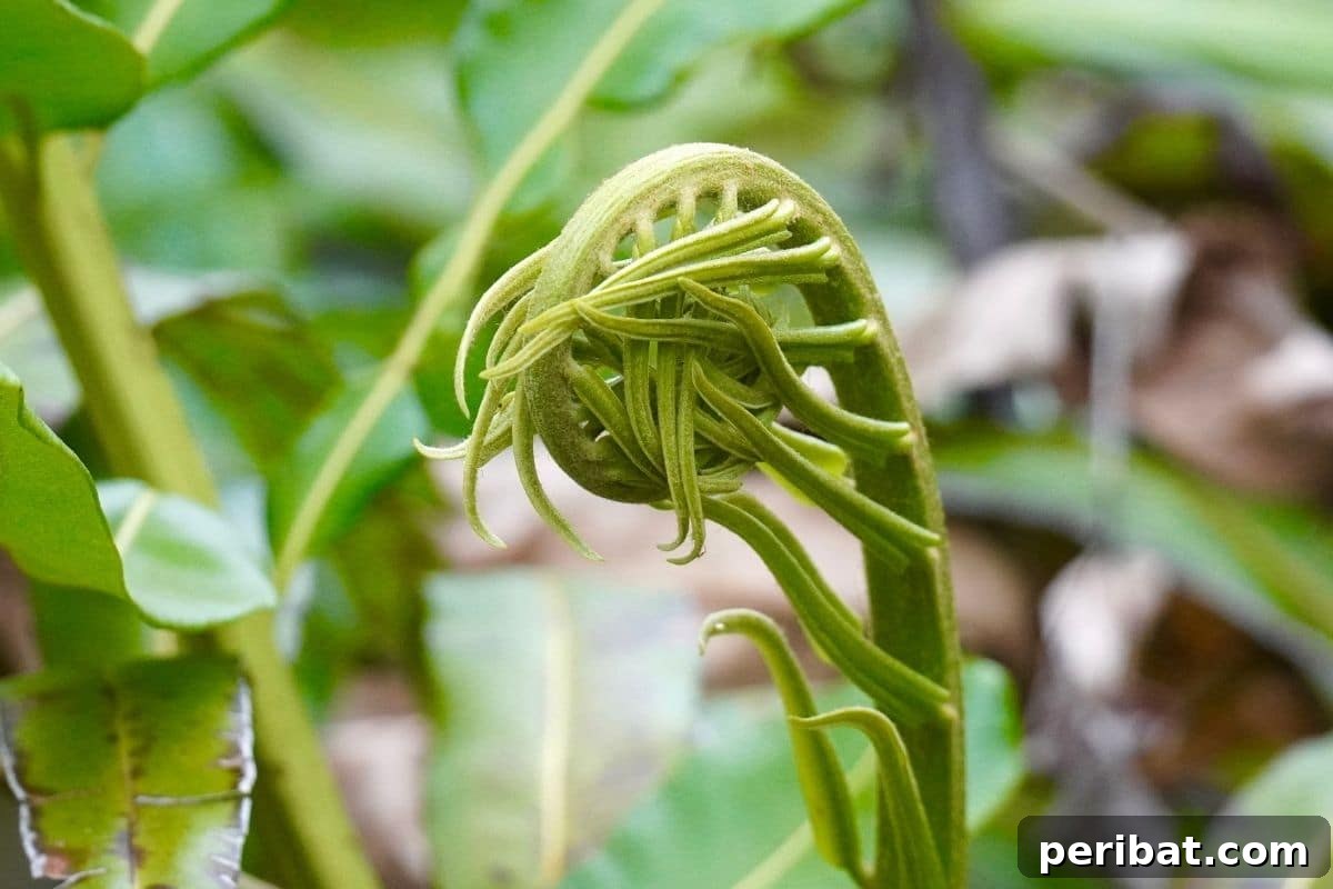 green fiddleheads growing in the garden 