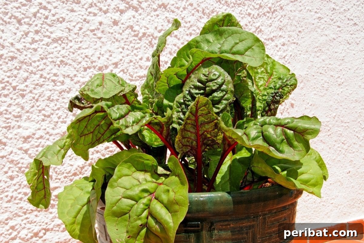 swiss chart in a pot 