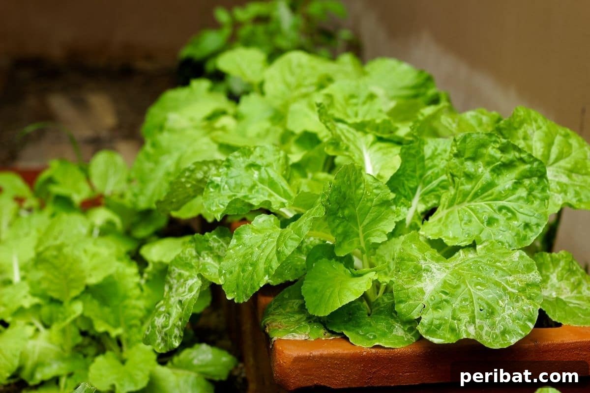 young turnip greens in a pot 