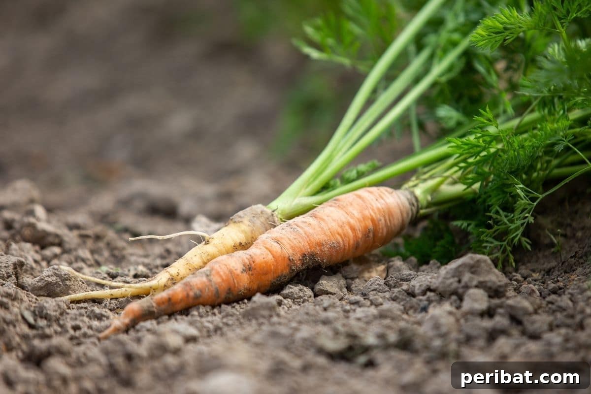 freshly harvested carrot greens laying in the garden 