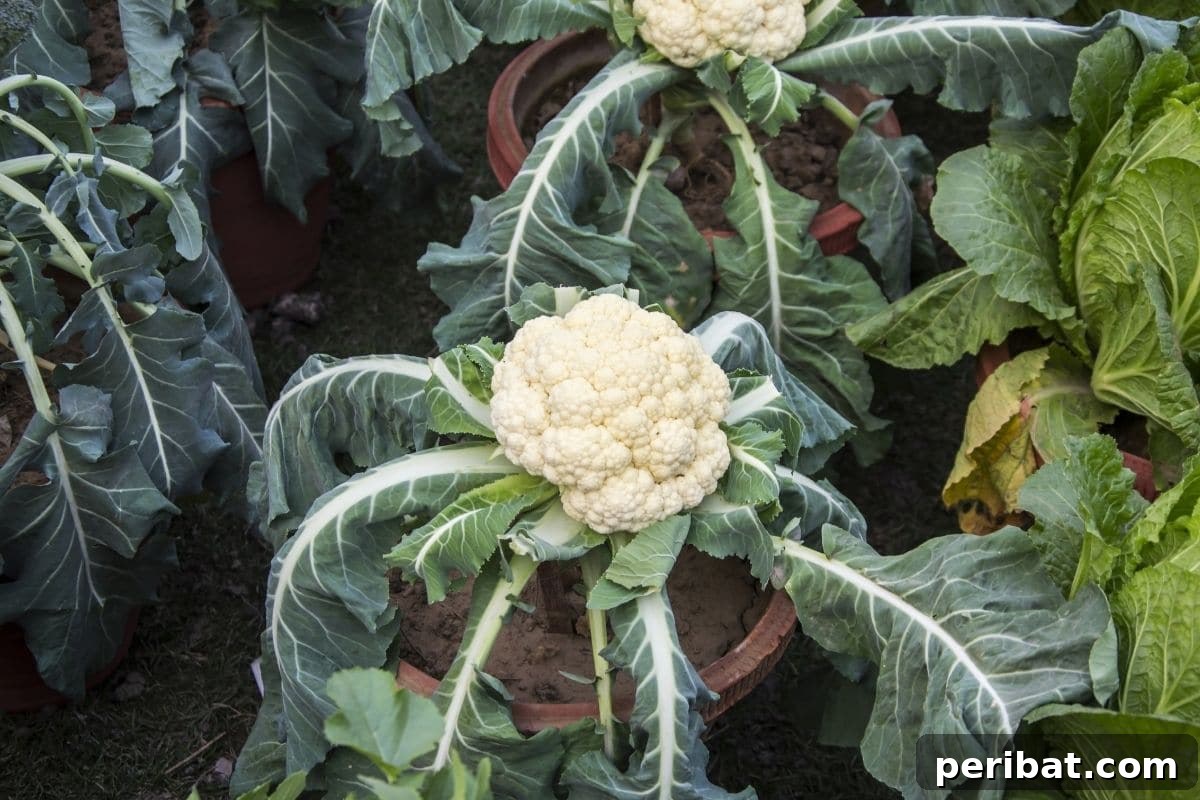 23 Plant Nemeses: Why Certain Species Should Never Coexist 11 cauliflower in a pot, highlighting its susceptibility to shared issues.