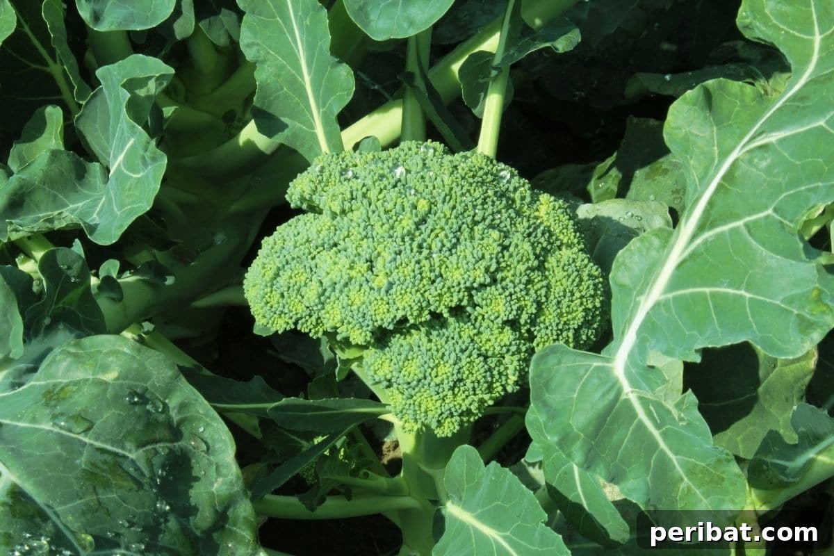23 Plant Nemeses: Why Certain Species Should Never Coexist 12 ready to harvest broccoli, emphasizing the need for healthy growth.