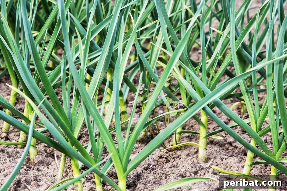 23 Plant Nemeses: Why Certain Species Should Never Coexist 13 onion sprout in the garden, indicating a plant from the allium family.