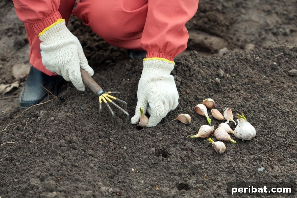 23 Plant Nemeses: Why Certain Species Should Never Coexist 14 planting garlic in the garden, highlighting its distinct growth pattern.
