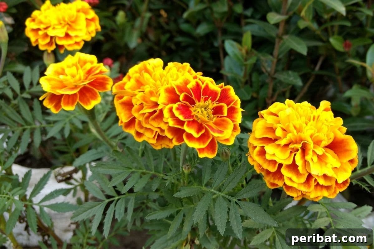 23 Plant Nemeses: Why Certain Species Should Never Coexist 15 blooming marigold in a pot, known for its pest-repelling qualities.