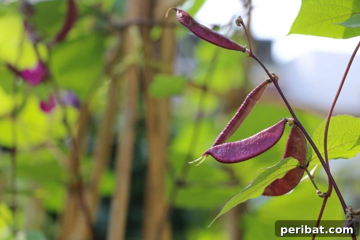 23 Plant Nemeses: Why Certain Species Should Never Coexist 16 beans in the vegetable garden, showing healthy growth in isolation.
