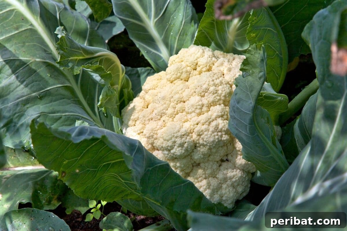 23 Plant Nemeses: Why Certain Species Should Never Coexist 17 ready to harvest cauliflower in the garden, indicating a healthy plant.