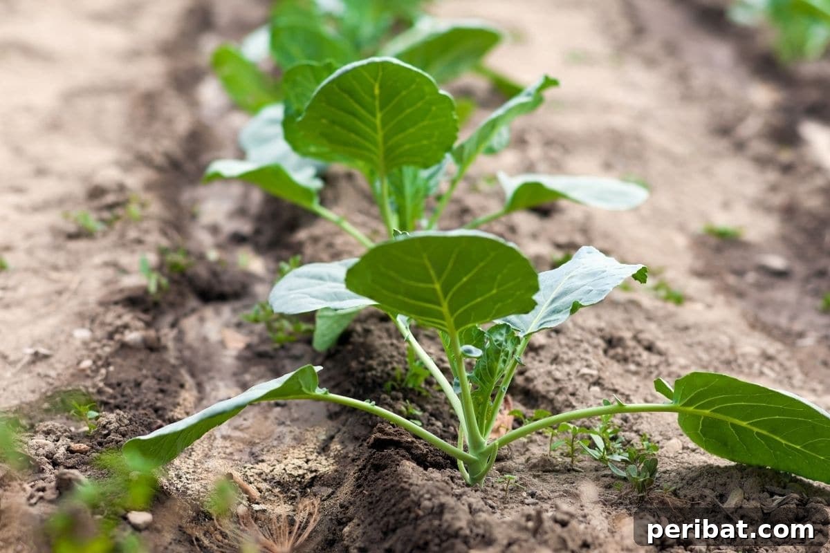 23 Plant Nemeses: Why Certain Species Should Never Coexist 18 cabbage seedlings planted in the garden, showing early growth.