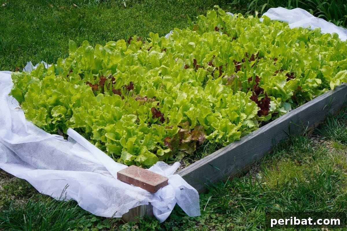 23 Plant Nemeses: Why Certain Species Should Never Coexist 19 lettuce in a raised bed, illustrating a successful leafy green harvest.