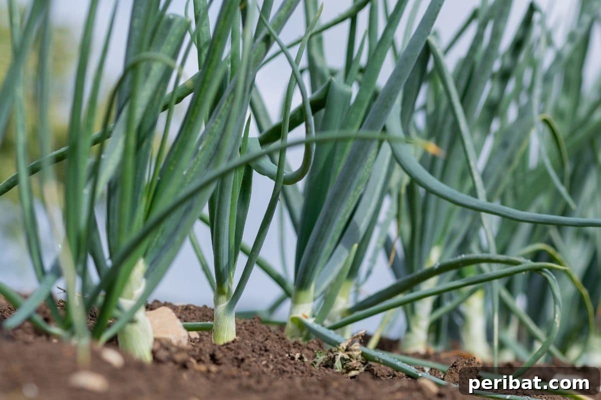 23 Plant Nemeses: Why Certain Species Should Never Coexist 20 growing onions in the garden, showcasing its vertical growth.