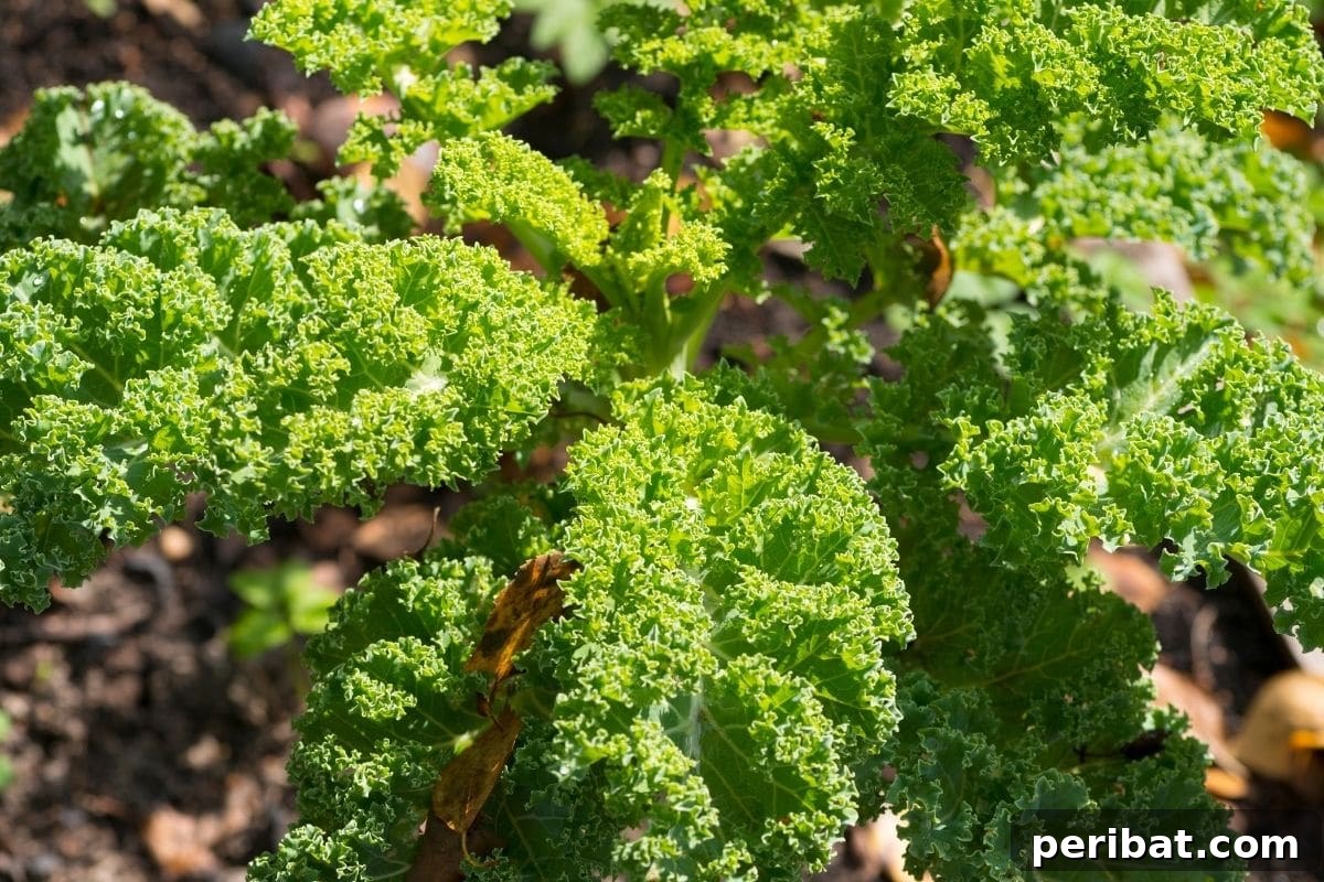23 Plant Nemeses: Why Certain Species Should Never Coexist 22 growing fresh green kale in the garden, a nutritious leafy green.