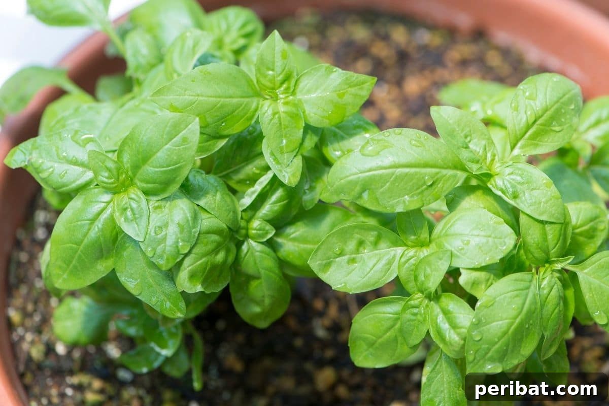 23 Plant Nemeses: Why Certain Species Should Never Coexist 23 young basil in a pot, ready for planting.