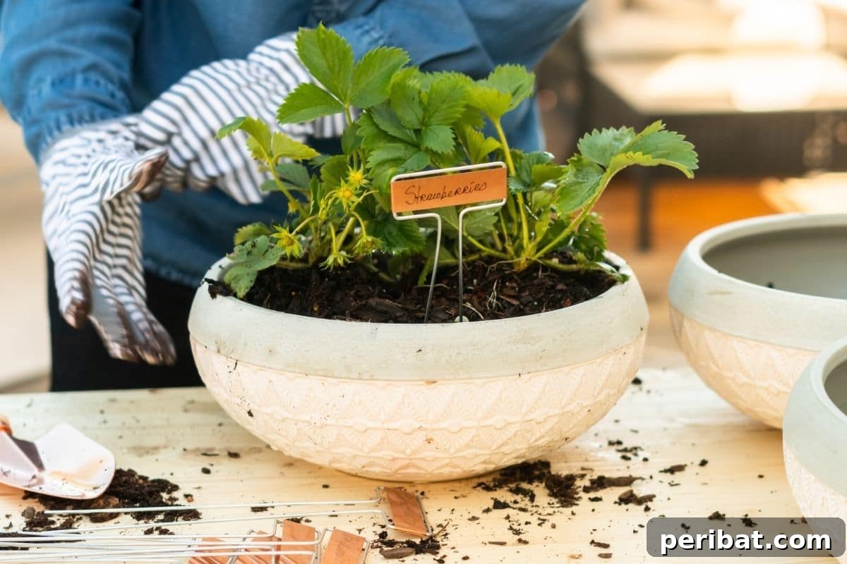 23 Plant Nemeses: Why Certain Species Should Never Coexist 24 small strawberry seedling planted in a white pot, symbolizing new growth.