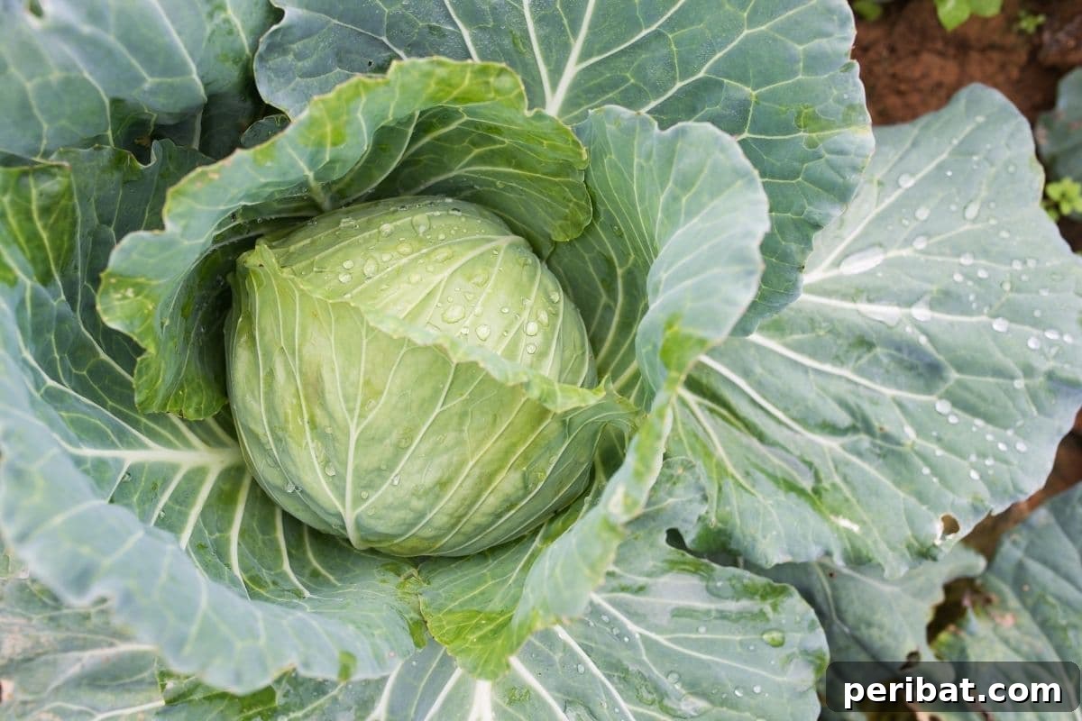 23 Plant Nemeses: Why Certain Species Should Never Coexist 25 fully grown cabbage in the vegetable garden, a magnet for certain pests.