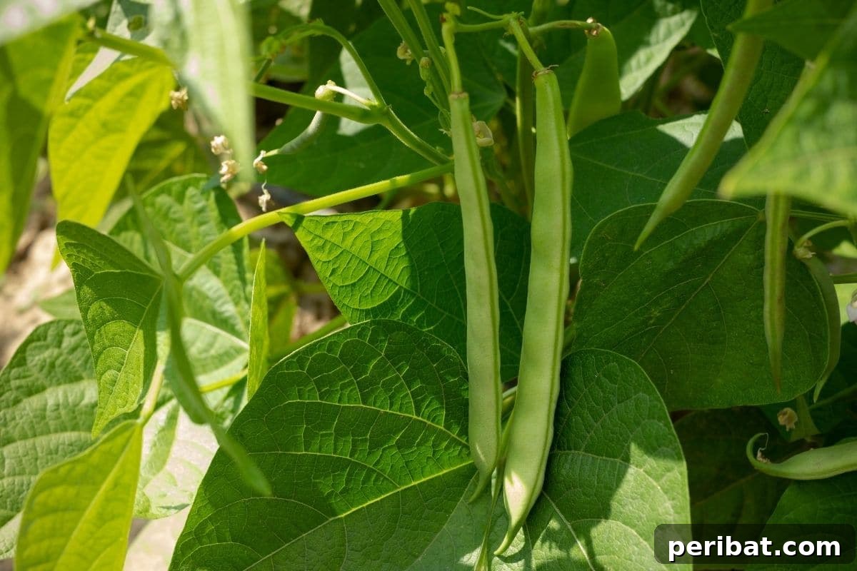 23 Plant Nemeses: Why Certain Species Should Never Coexist 26 hanging green beans in the garden, showing a healthy crop.