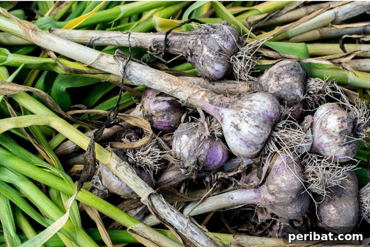 23 Plant Nemeses: Why Certain Species Should Never Coexist 27 freshly harvested garlic from the garden, a powerful but selective companion.