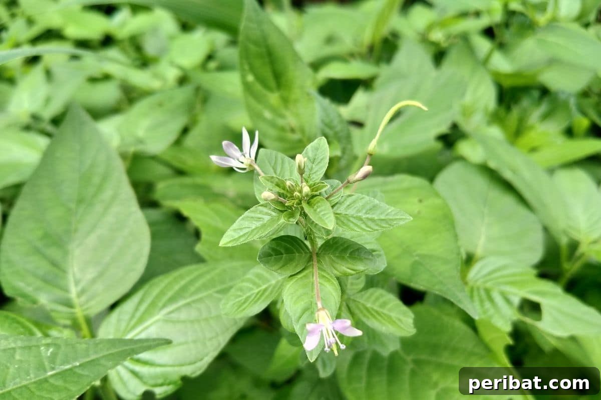 23 Plant Nemeses: Why Certain Species Should Never Coexist 28 alfalfa leaves growing in the garden, a plant to be used with caution.