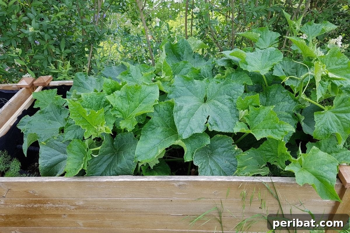 23 Plant Nemeses: Why Certain Species Should Never Coexist 29 growing cucumber plant in a raised bed, flourishing in its own space.