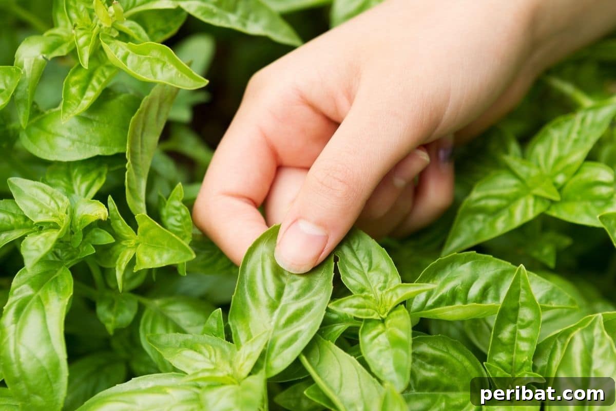 23 Plant Nemeses: Why Certain Species Should Never Coexist 30 picking basil leaves from the garden, a fragrant herb.