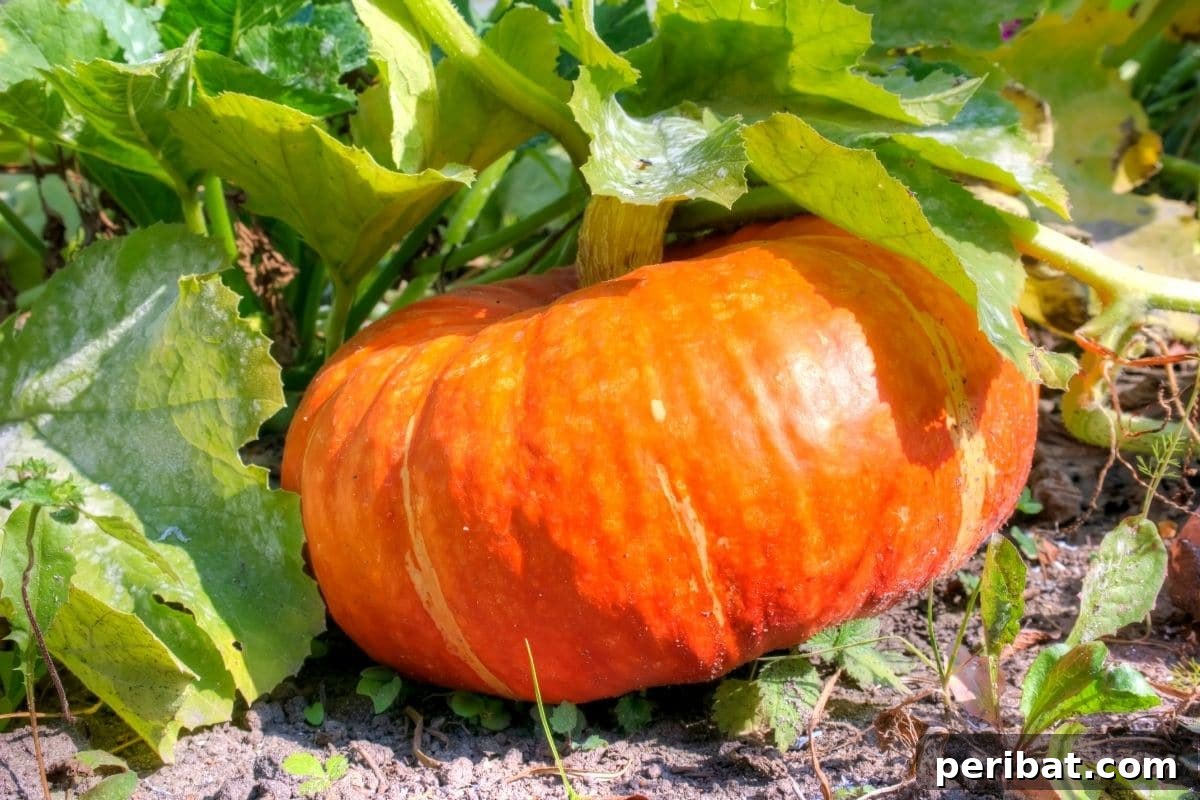 23 Plant Nemeses: Why Certain Species Should Never Coexist 31 big grown pumpkin in the garden, its vines spread wide.