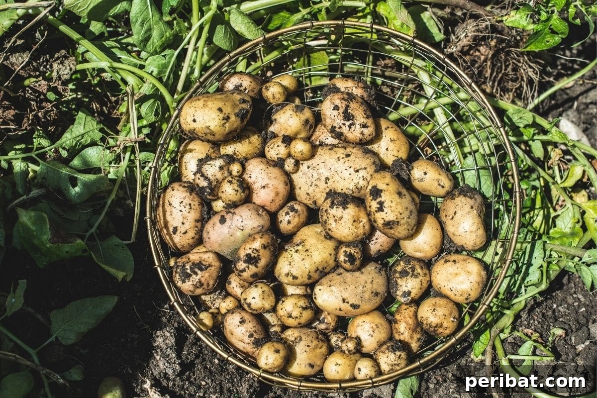 23 Plant Nemeses: Why Certain Species Should Never Coexist 32 freshly harvested potatoes in the garden, emphasizing the need for unhindered growth.
