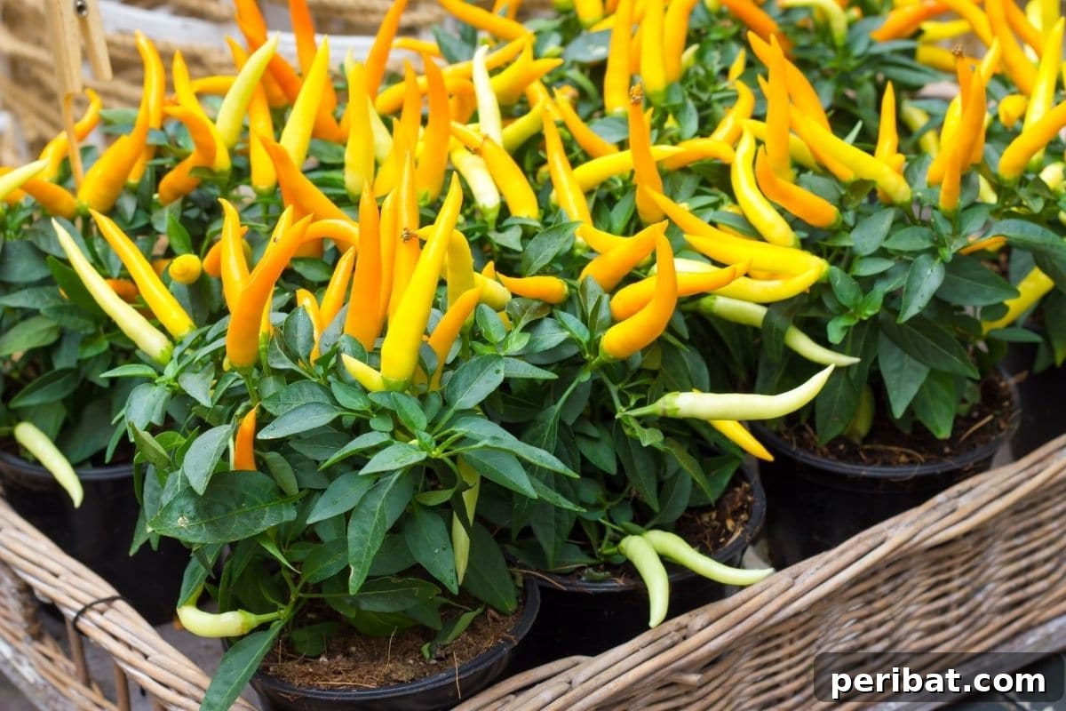 23 Plant Nemeses: Why Certain Species Should Never Coexist 33 yellow pepper plants in a square basket, highlighting container gardening.
