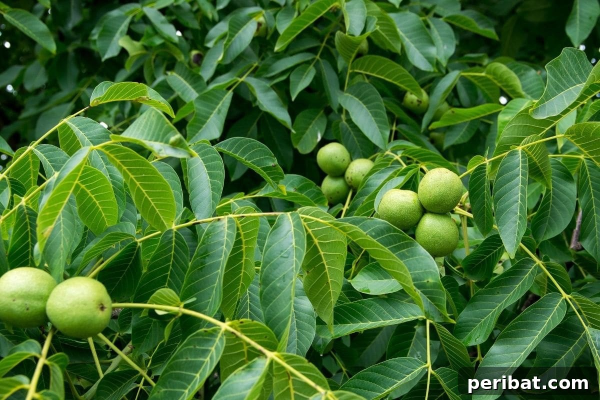 23 Plant Nemeses: Why Certain Species Should Never Coexist 35 green growing black walnuts in the garden, a plant to approach with extreme caution.