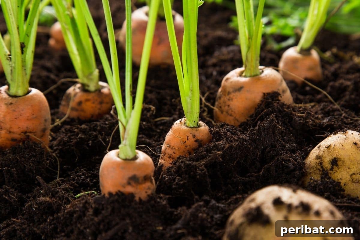 23 Plant Nemeses: Why Certain Species Should Never Coexist 36 growing carrot in the vegetable garden, a popular root vegetable.