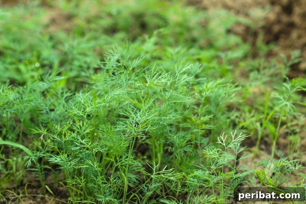 23 Plant Nemeses: Why Certain Species Should Never Coexist 37 dill herb growing in the garden, its feathery foliage stands out.