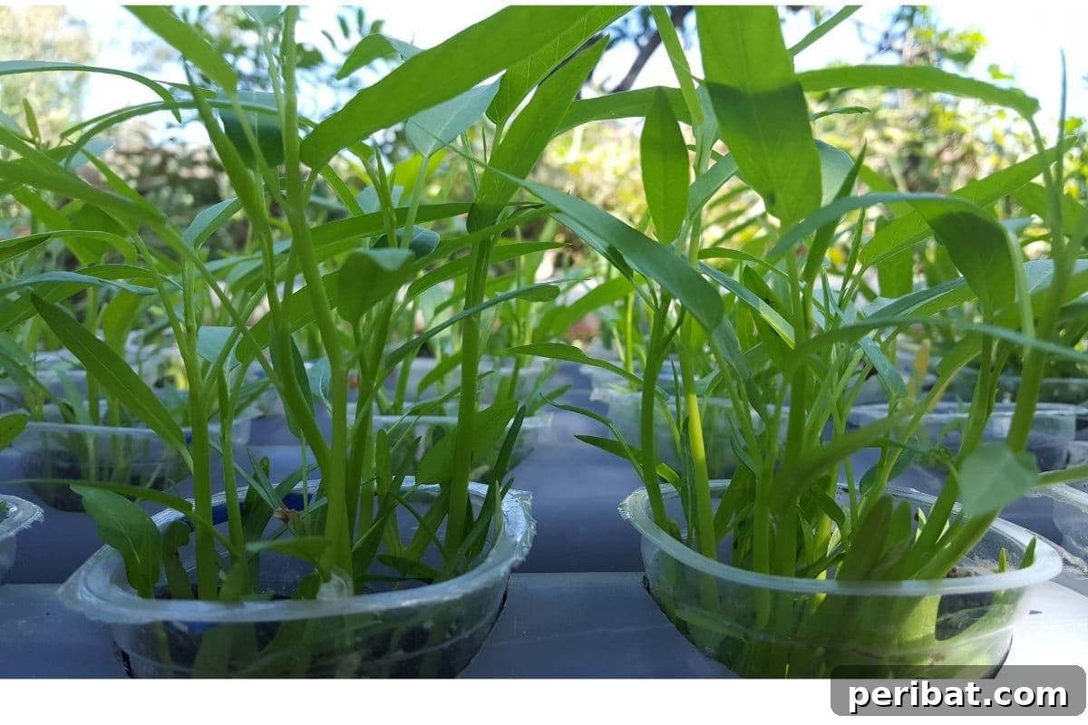 23 Plant Nemeses: Why Certain Species Should Never Coexist 38 spinach seedlings in a plastic container, showing early growth.