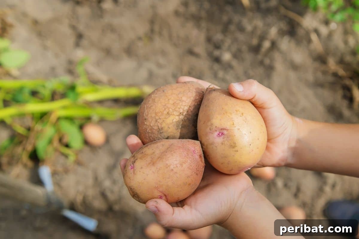 23 Plant Nemeses: Why Certain Species Should Never Coexist 39 holding potatoes in the garden, emphasizing the underground growth.