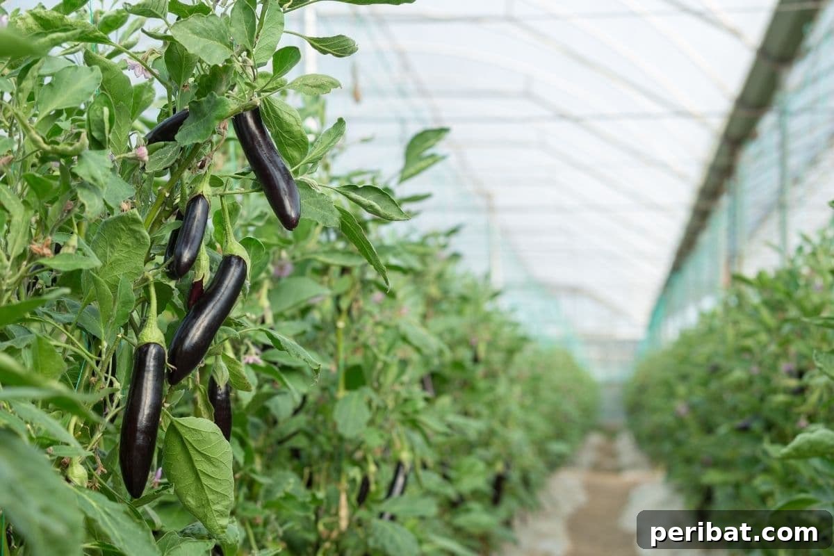 23 Plant Nemeses: Why Certain Species Should Never Coexist 40 young eggplants growing in the greenhouse, indicating controlled conditions.