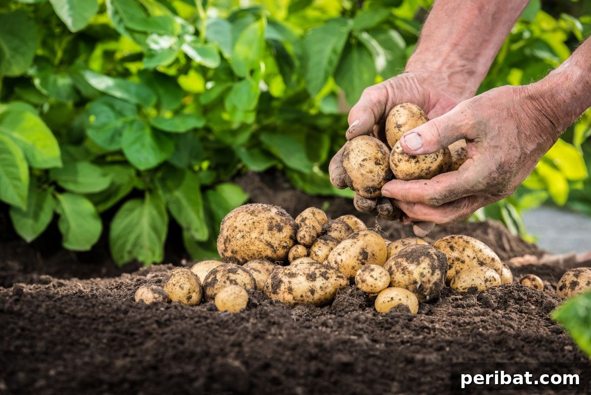 23 Plant Nemeses: Why Certain Species Should Never Coexist 5 freshly harvested potatoes in the garden, suggesting the importance of proper spacing.