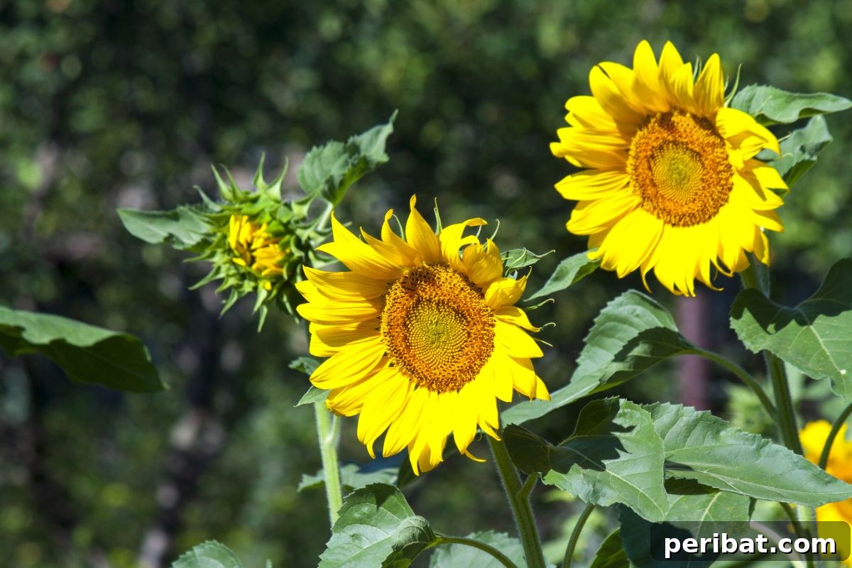 23 Plant Nemeses: Why Certain Species Should Never Coexist 6 blooming sunflower in the garden, a striking but potentially problematic neighbor.