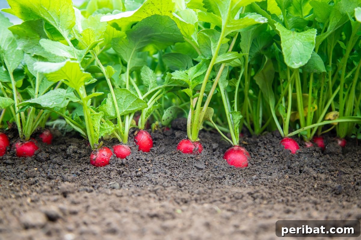 23 Plant Nemeses: Why Certain Species Should Never Coexist 7 growing radishes in the garden bed, ready for harvest.