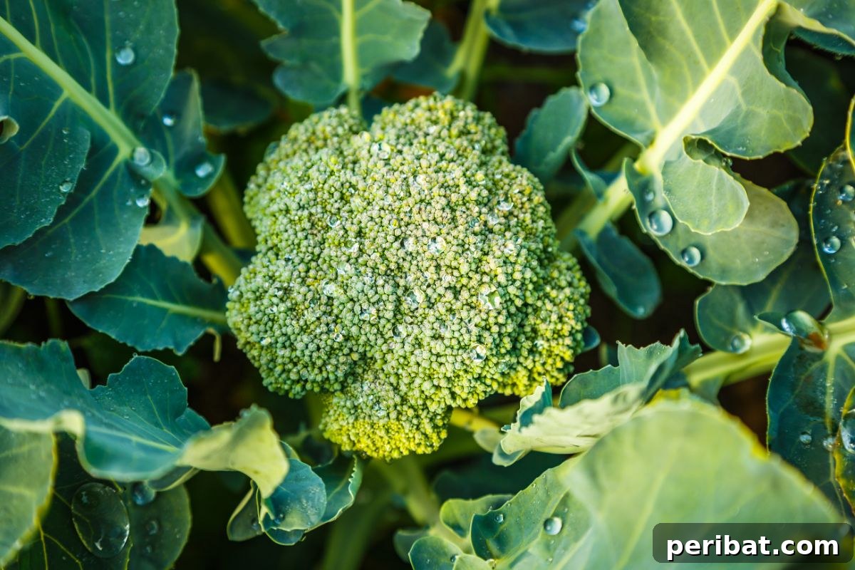 23 Plant Nemeses: Why Certain Species Should Never Coexist 8 fresh green broccoli in the garden, a common brassica.