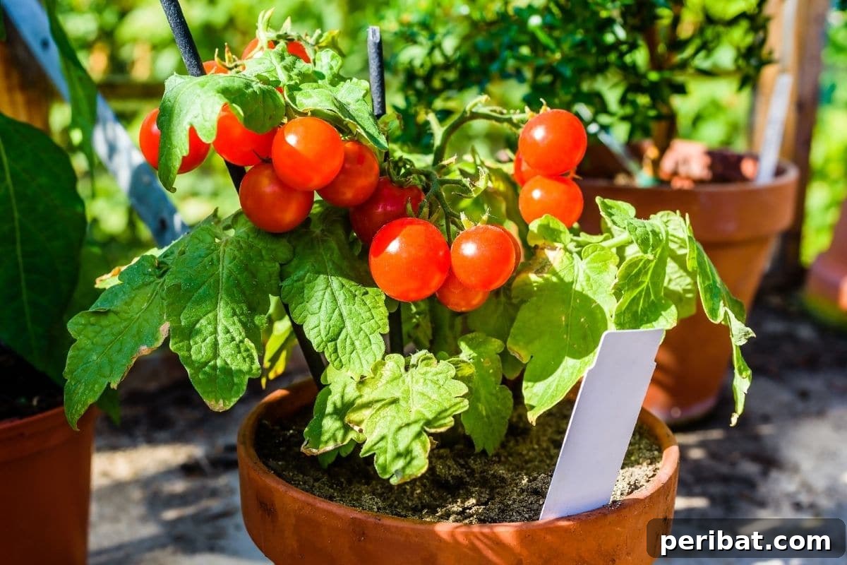 23 Plant Nemeses: Why Certain Species Should Never Coexist 10 tomatoes in a pot, demonstrating individual planting.