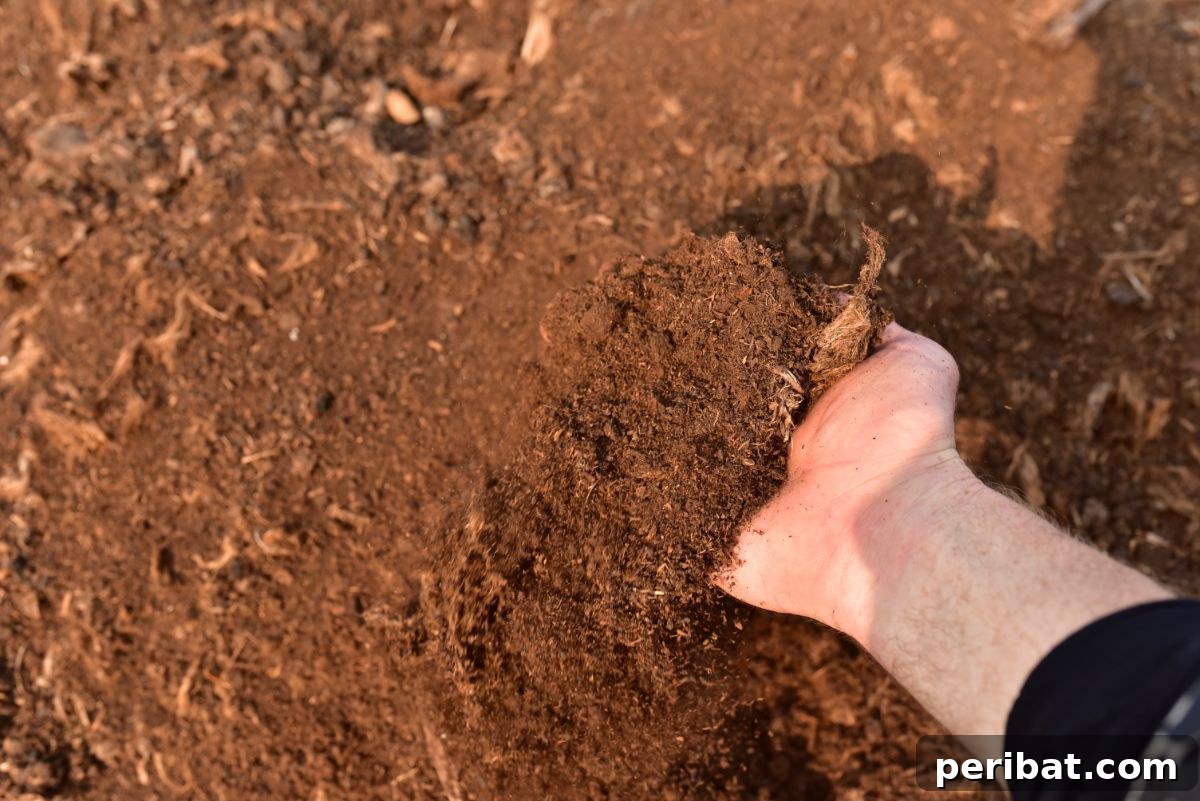 peat moss for the soil 