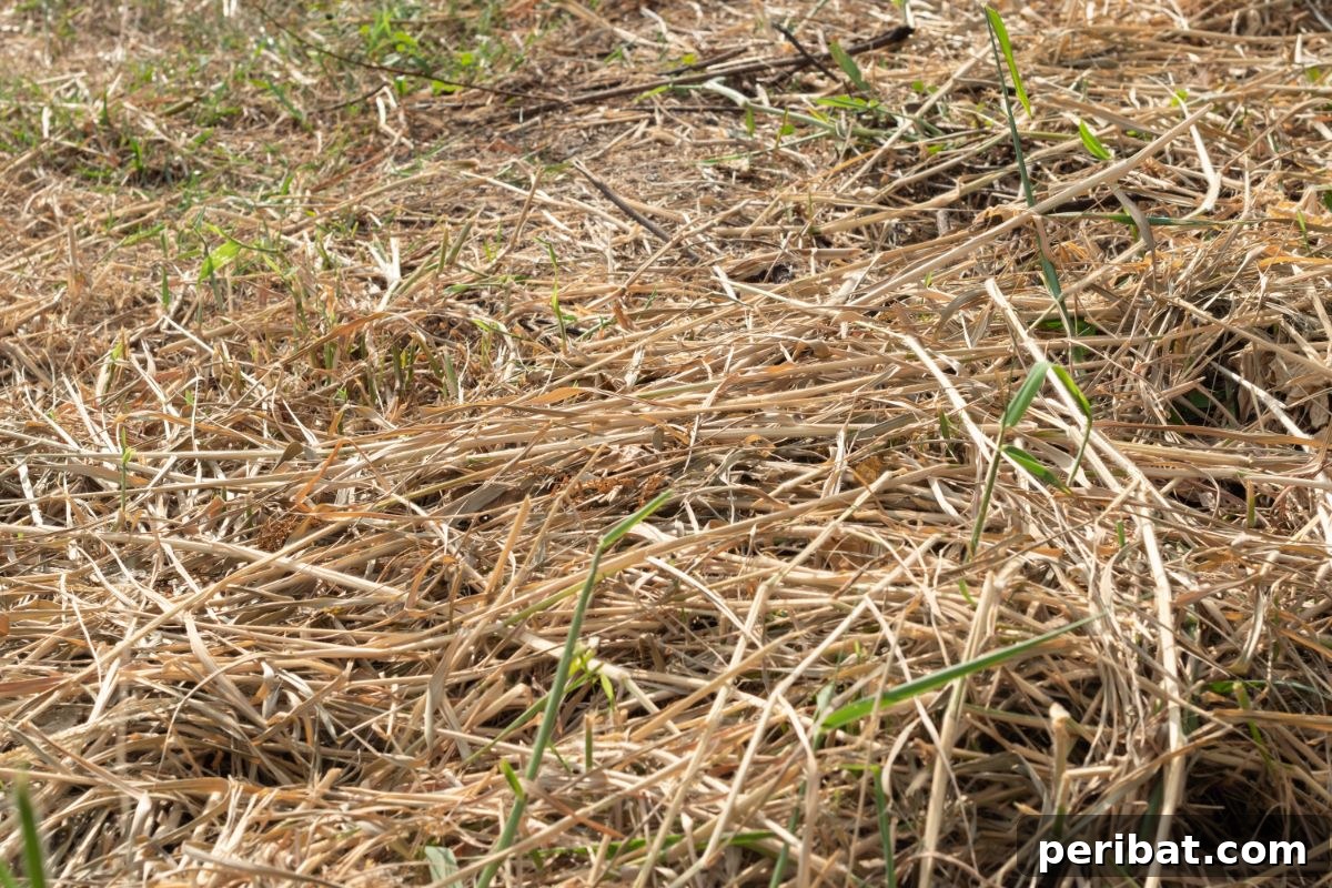 pile or gathered hay in the garden 