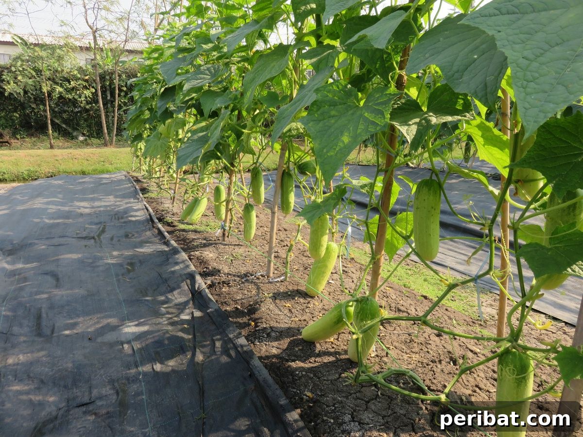 Abundant cucumbers hanging from a sturdy trellis, showcasing successful vertical gardening