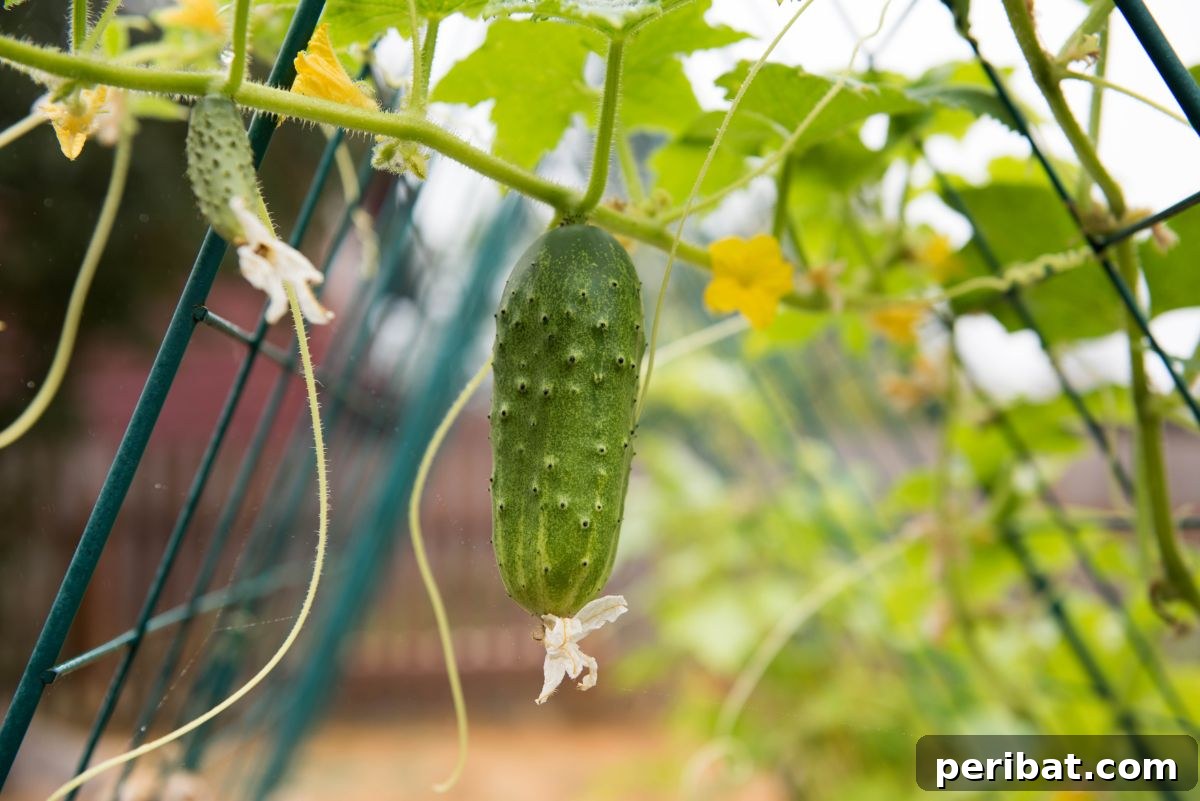 Tent-shaped trellis supporting vigorous cucumber plants
