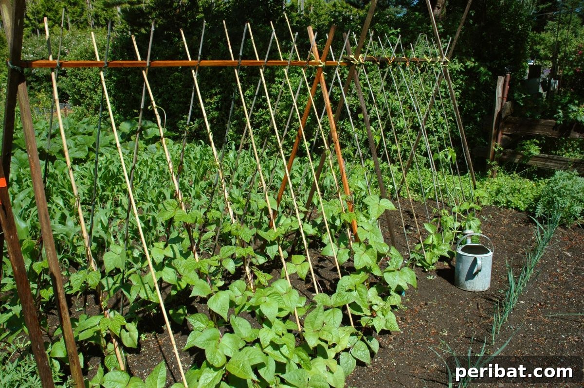 Sturdy A-frame trellis in a garden setting