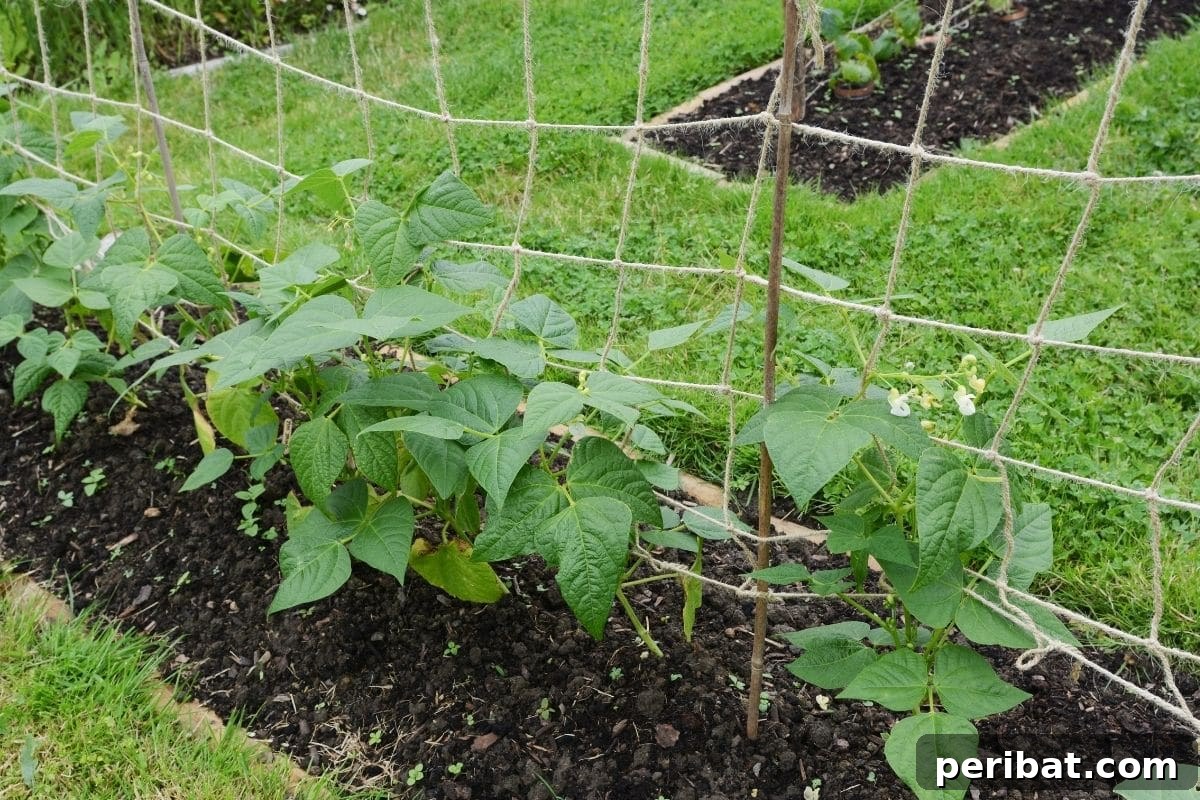 Green netting trellis supporting cucumber plants in a garden