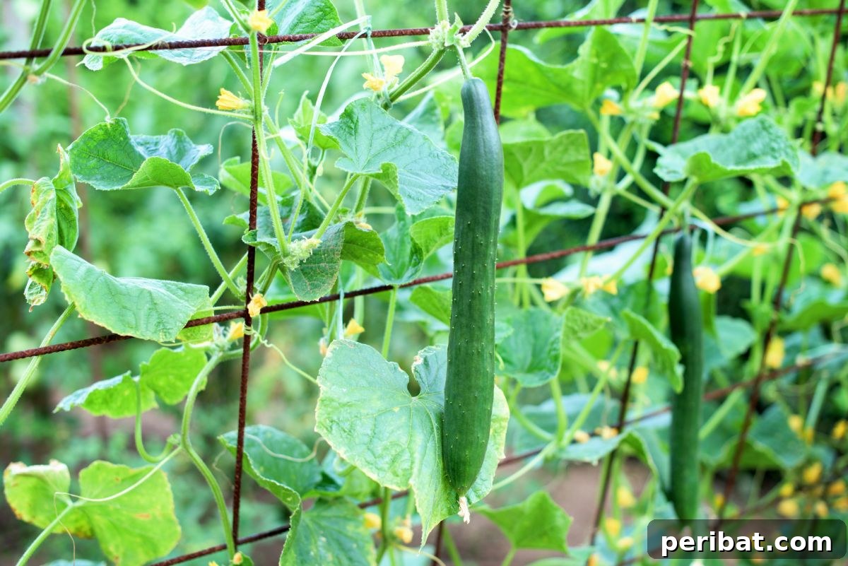 Strong metal mesh trellis supporting cucumber plants in a raised bed garden