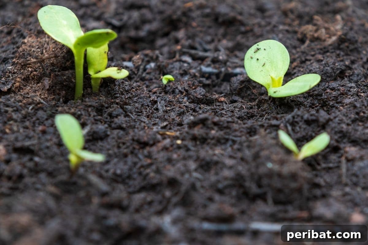 Unlocking Seed Germination: 15 Reasons for Failure and Proven Solutions 11 small plant sprouts in the garden
